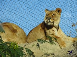 Tiergarten Schönbrunn am 20.10.2025
